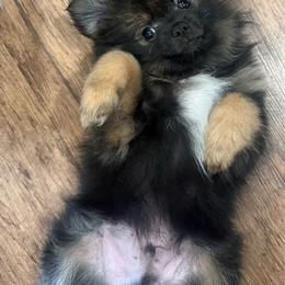 Tux - Black parti male Pomeranian puppy in Costa Mesa, California from Wheresmil0