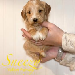 Sneezy - Apricot female Goldendoodle puppy in Newcastle, Oklahoma from Hollywood Doodles