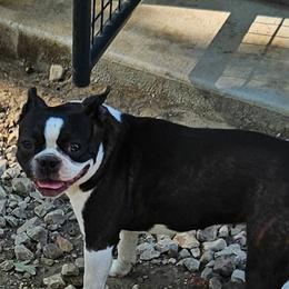 Kalani - Boston Terrier