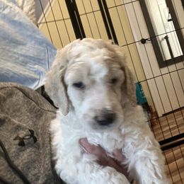 Australian Cattle Dog and Poodle Puppies from Hernwood Heelers & Poodles