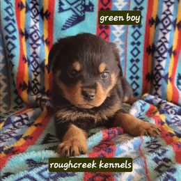 Green boy - Black and mahogany male Rottweiler puppy in Custer County, Oklahoma from Rough Creek Kennels
