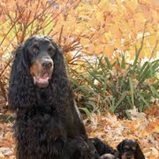 Gordon Setters from Barb's Gordon Setters