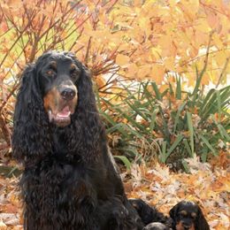Gordon Setters from Barb's Gordon Setters