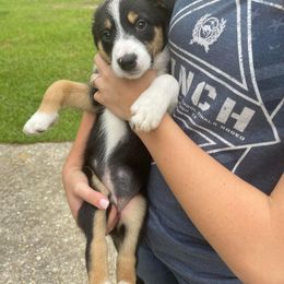 Border Collie Puppies from On Q Border Collies