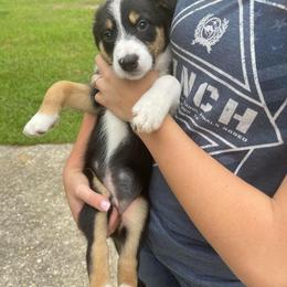 Border Collie Puppies from On Q Border Collies