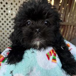 Buster - Black and white male Shih Tzu puppy in Victorville, California from Precioustzus