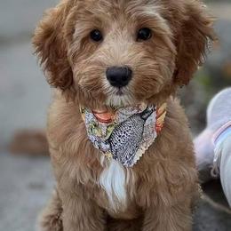 Goldendoodle Puppies from Mini Island Doodles