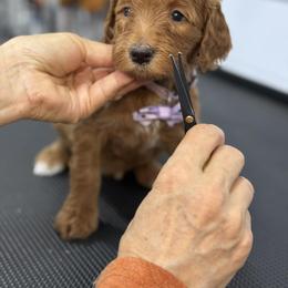 Yasmin -Lavendar collar female - Red  female Goldendoodle puppy in Yuciapa, California from AlltheDoodlez_