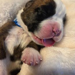 On hold until 8th Blue - Fawn male Boxer puppy in Marion, Montana from Serendipity's European Boxers