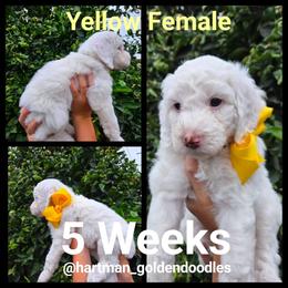 Yellow - Parti female Goldendoodle puppy in Upland, California from Hartman Goldendoodles