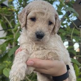 Teddy - Light golden male Golden Retriever puppy in North Highlands, California from The Purrfectpups