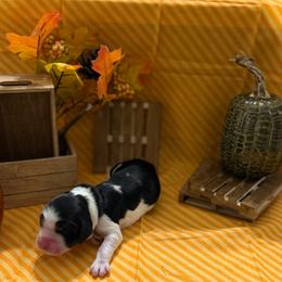 Pumpkin - Black white and tan female English Springer Spaniel puppy in Braidwood, Illinois from A & R Springers