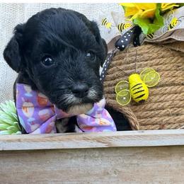 Brownie - (Brownie Batter) - White and black female Bordoodle puppy in Canfield, Ohio from Poo's Doo's & Inu's