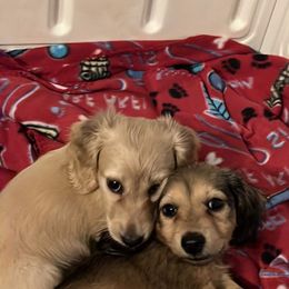 Dachshund Puppies from Honey Creek Dachshunds