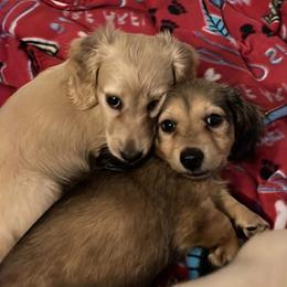 Dachshund Puppies from Honey Creek Dachshunds