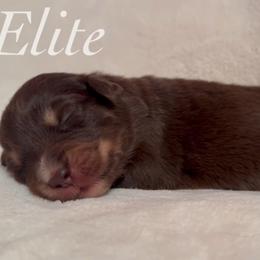 Merry - Red tri female Miniature Australian Shepherd puppy in Corpus Christi, Texas from Elite Miniature Australian Shepherds