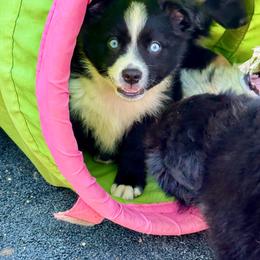 Black bi male blue eyes - Black & white male Miniature Australian Shepherd puppy in Lemon Cove, California from Magic Ranch Mini Aussies