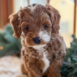 Sienna - Red and white female Cockapoo puppy in Mt Bethel, Pennsylvania from Stasia’s Cutiepoos
