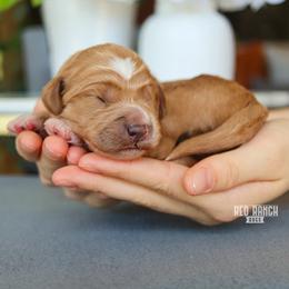 Axel - Red  male Goldendoodle puppy in Salado, Texas from Red Ranch Dogs