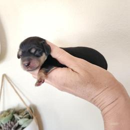 Desmond - Black and cream male Dachshund puppy in Lindsay, California from Lewis Creek Dachshunds