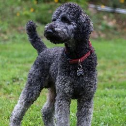 Theo - Poodle