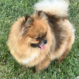 Reyna - Pomeranian