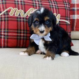 Frank - Tri-color male Bernedoodle puppy in Murray, Utah from Sun Valley Doodles