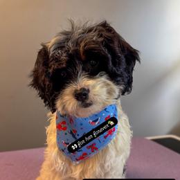 Ms Amore - Tri-color female Cavapoo puppy in Knoxville, Tennessee from Adventure Doodles Club