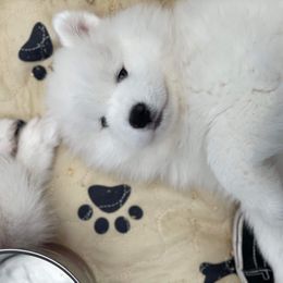 Samoyed Puppies from ArticCross Samoyeds-Florida