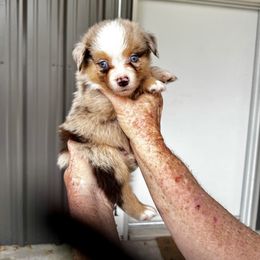 Pacasso - Red merle male Australian Shepherd puppy in Ranger, Texas from Outback Mini Aussies
