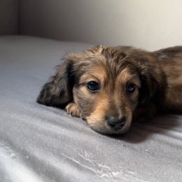 6th Born Shaded Cream Male - Cream Dachshund puppy in Rochester, Washington from Curtiss Dachshunds