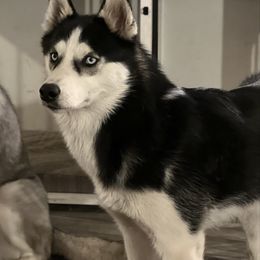 Fate - Siberian Husky