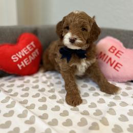 Cavapoo Puppies from My QT Doodles