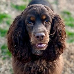 Harper - Cocker Spaniel