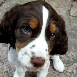 English Springer Spaniel Puppies from WorleyByrd Springers