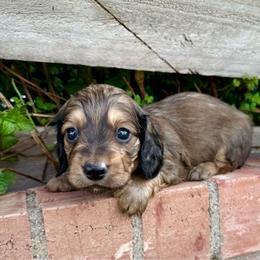 Duke - Cream male Dachshund puppy in Deming, New Mexico from FoxieDoxies of New Mexico