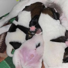 Smooth Fox Terrier Puppies from Misty Hollow