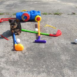 Yorkshire Terrier Puppies from Holy Terriers Yorkies