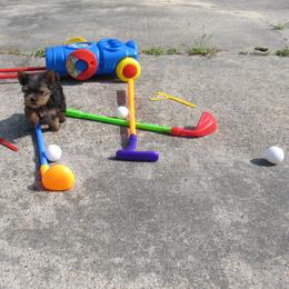 Yorkshire Terrier Puppies from Holy Terriers Yorkies