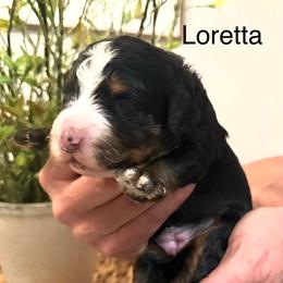 Loretta Lynn - Tri-color female Bernedoodle puppy in Draper, Utah from Salt City Farm