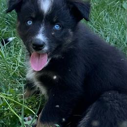 Runt - Black tri-color female Australian Shepherd puppy in Lynnville, Indiana from Moonlightaussies