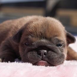 Blizzard - Blue tri-color female Bulldog puppy in Warsaw, New York from Hillview Kennels