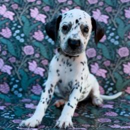 Iris - White and black female Dalmatian puppy in Whitwell, Tennessee from Rock a Dalmatian “RockADal”