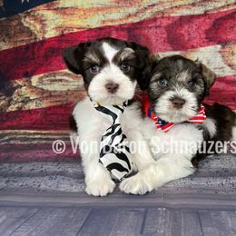 Miniature Schnauzer Puppies from Von Baron Schnauzers