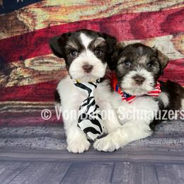 Miniature Schnauzer Puppies from Von Baron Schnauzers