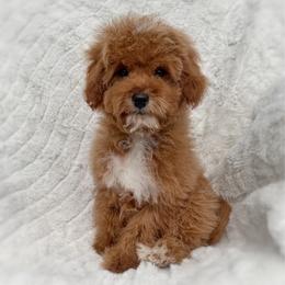 Allen - Red male Cavapoo puppy in Lewiston, Utah from Country Pups Cavaliers