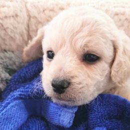 Maltipoo Puppies from Cupcake Cuties