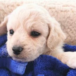 Maltipoo Puppies from Cupcake Cuties