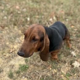 Bonnie - Basset Hound