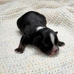 Boy 3 - male Miniature Australian Shepherd puppy in Covington, Pennsylvania from Rigas Mini Aussies LLC